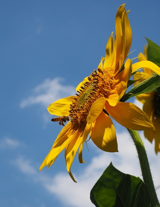 sunflower, pollination, bee
