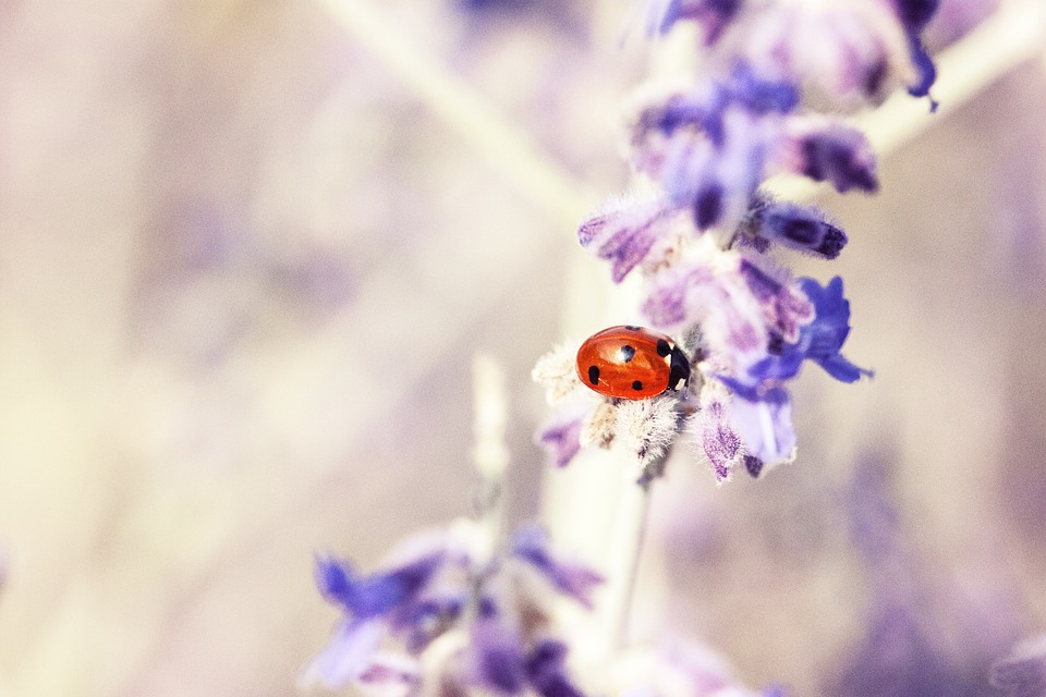 ladybug, lavender, plant