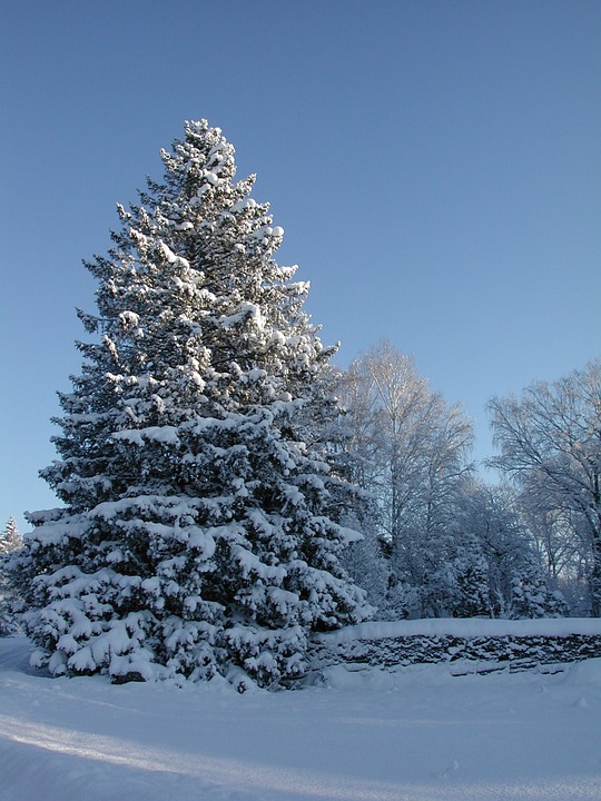 gran, spruce, snowy spruce