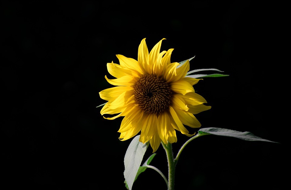 sunflower, bloom, yellow