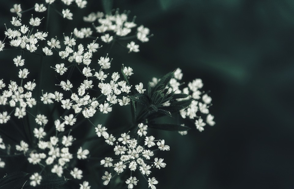 flowers, small flowers, white flowers