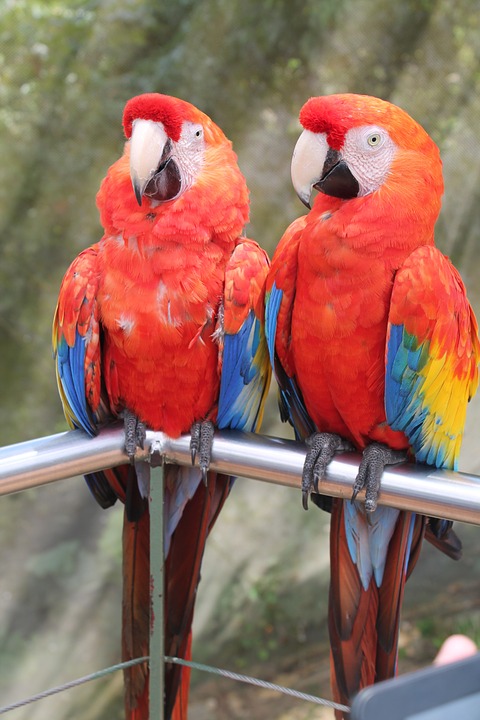 macaws, birds, love