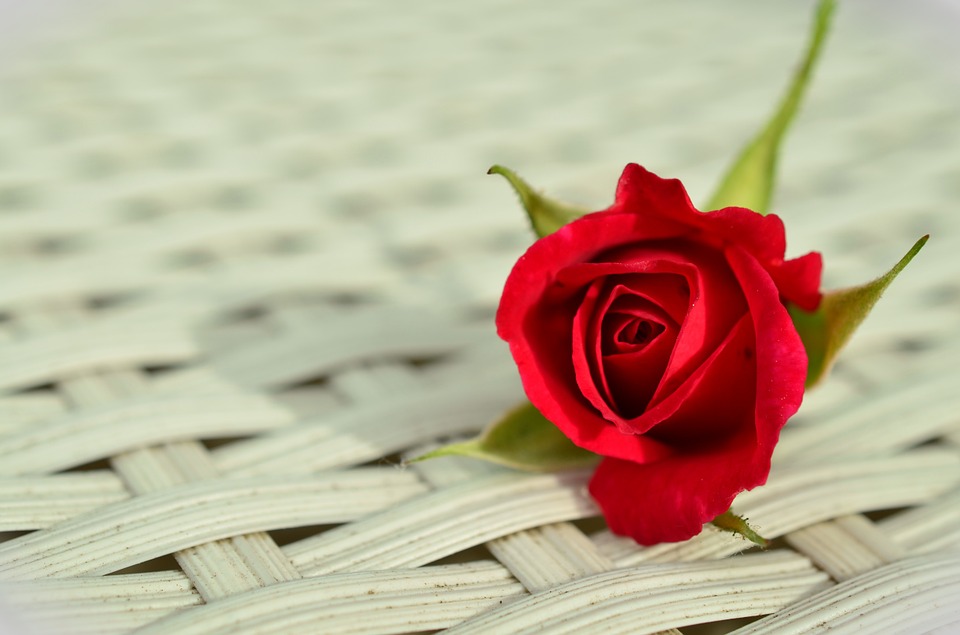 rose, red rose, romantic