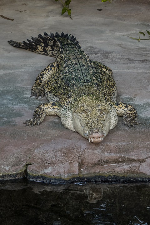 crocodile, tooth, reptile