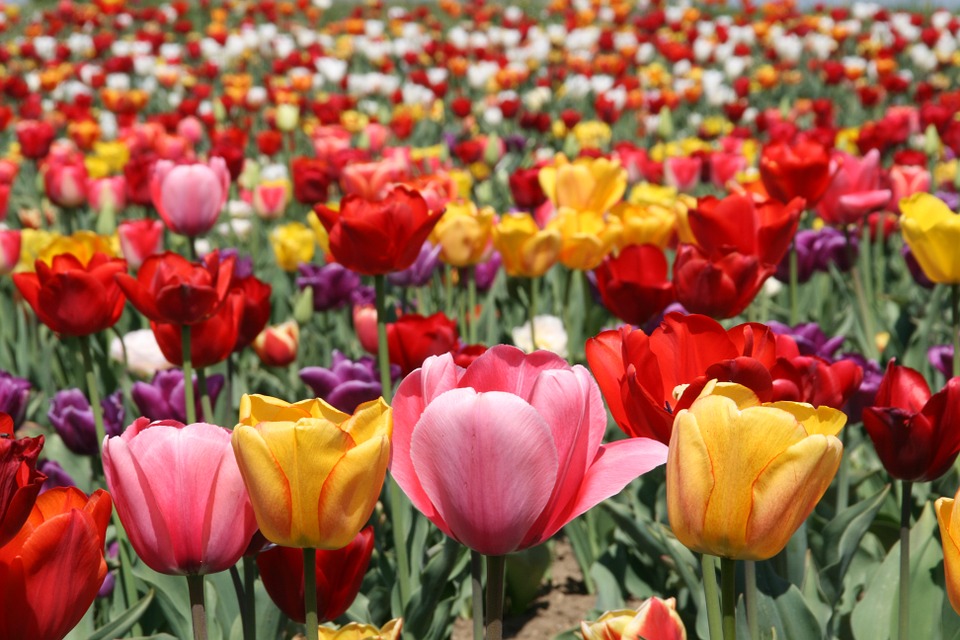 tulips, flowers, spring
