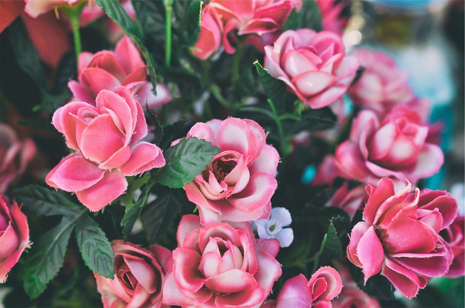 pink, roses, flowers