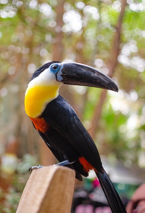toucan, tropical bird climber, family ramphastidae