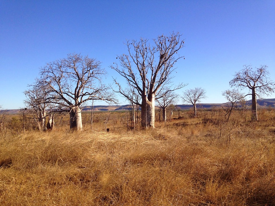 boab, trees, outback