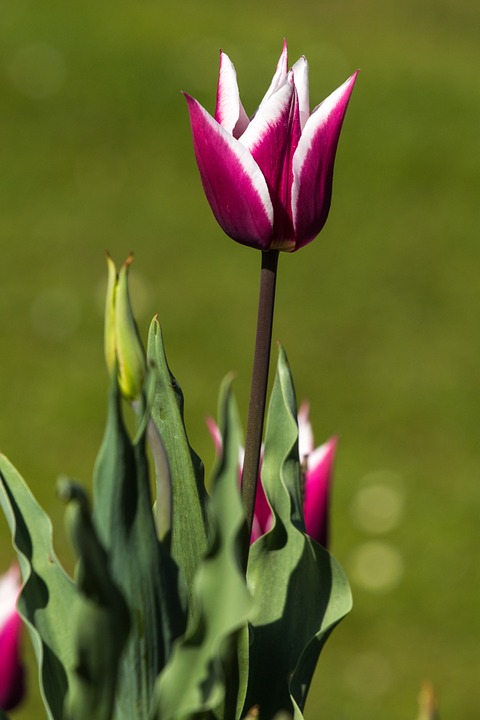 tulips, spring, light