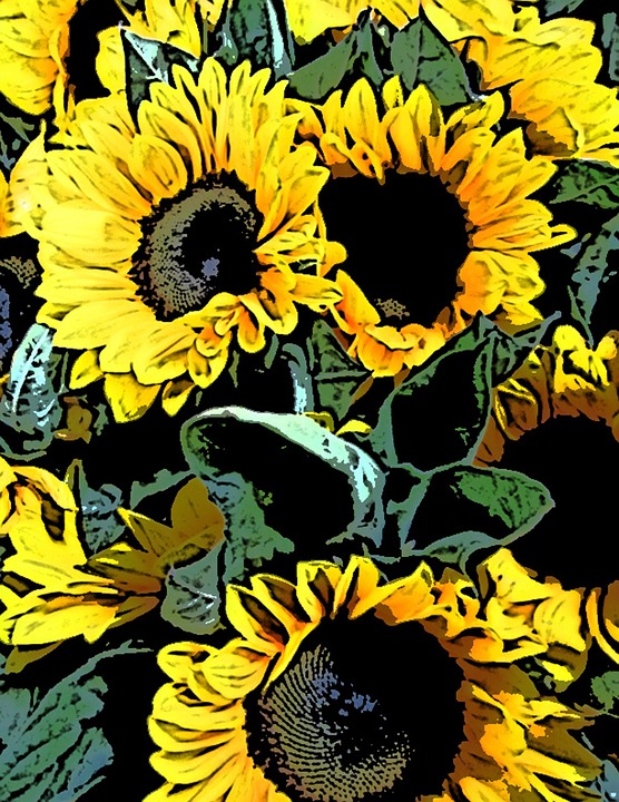 sunflower, sunflowers, bunch