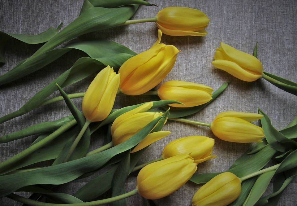 to celebrate, mother\'s day, tulips