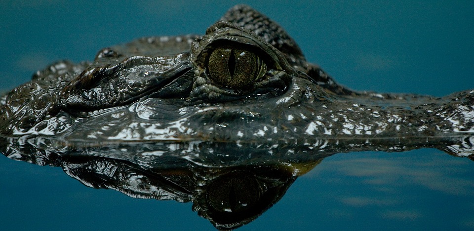 crocodile, water, dangerous