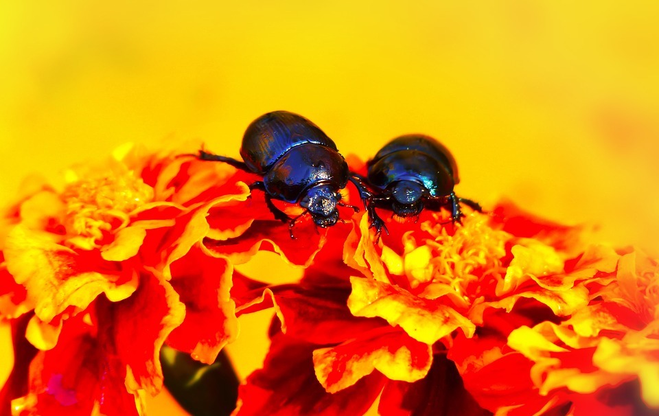 beetles forest, the beetles, flower