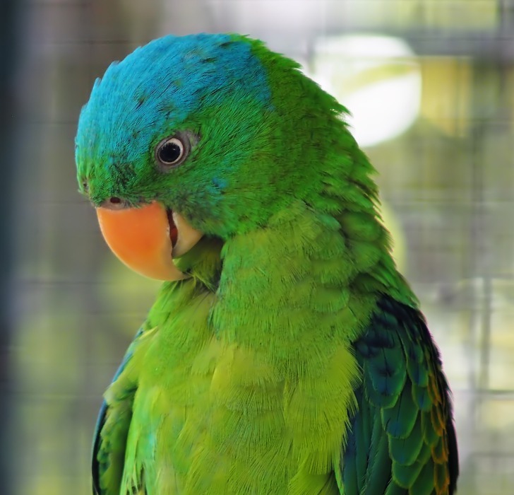 parrot, bird, tropical