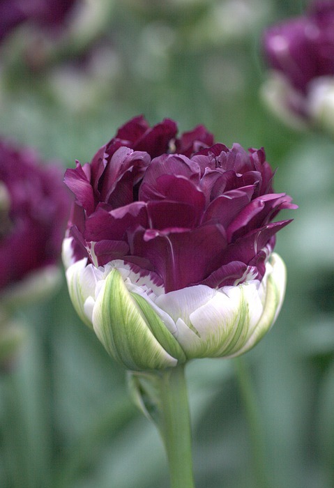 tulip, purple, spring
