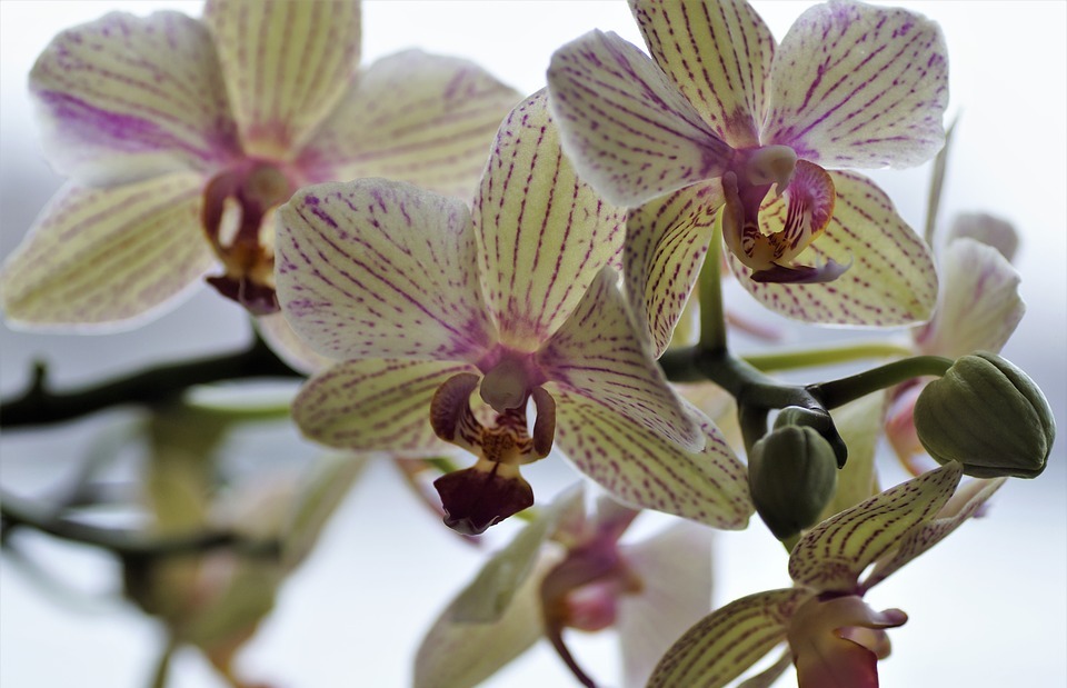 orchidea, exotic flower, flower