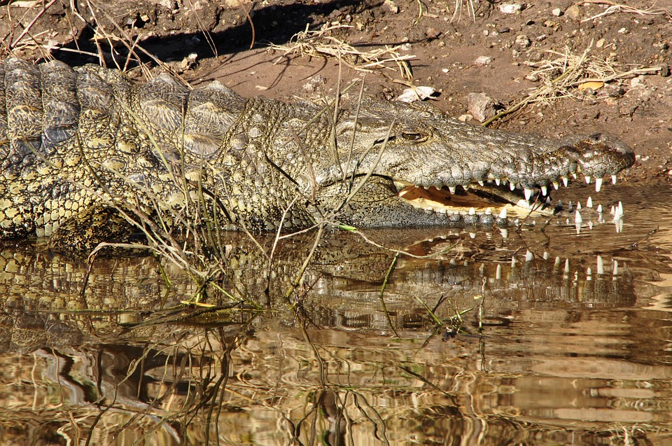 crocodile, lizard, reptile