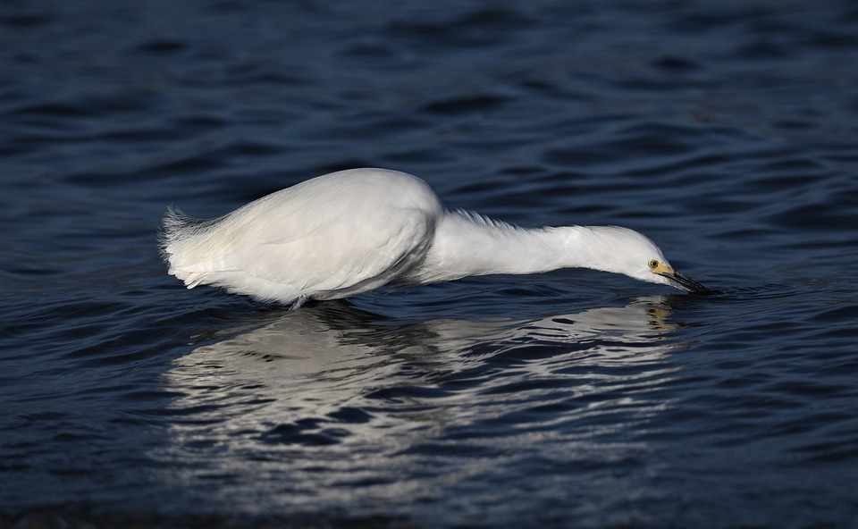 snowy egret, bird, wildlife