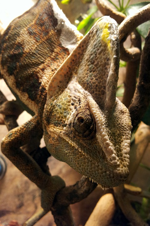 helmeted chameleon, reptile, terrarium