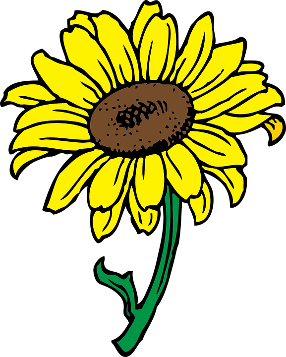 sun, flower, sunflower