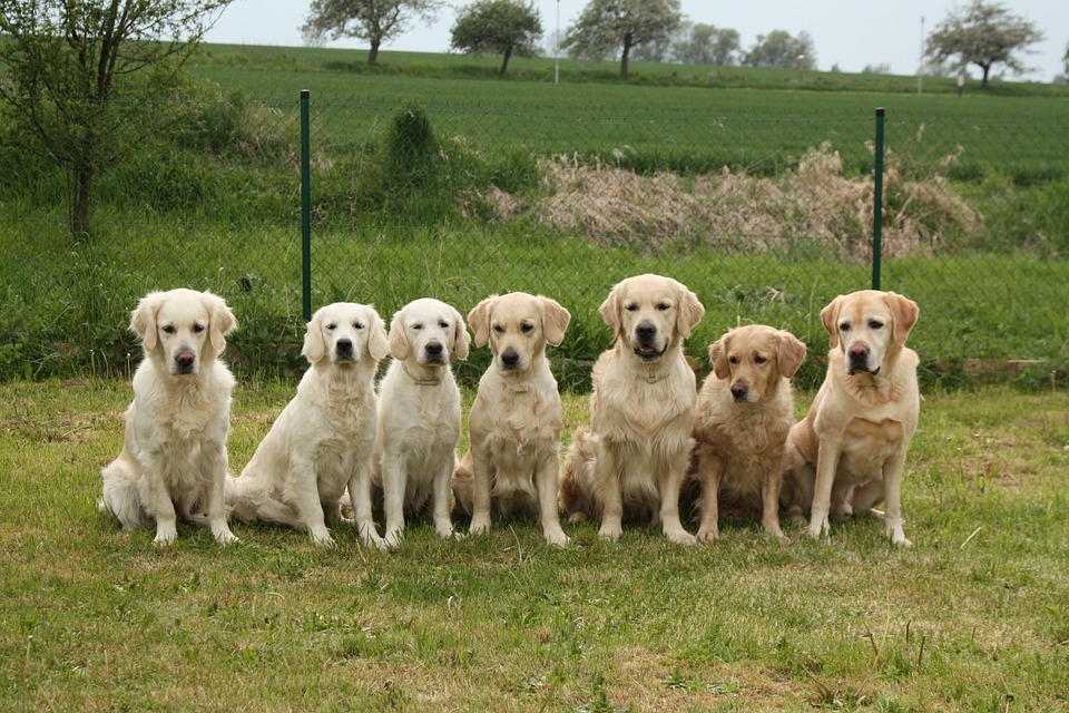 dogs, golden retriever, pack