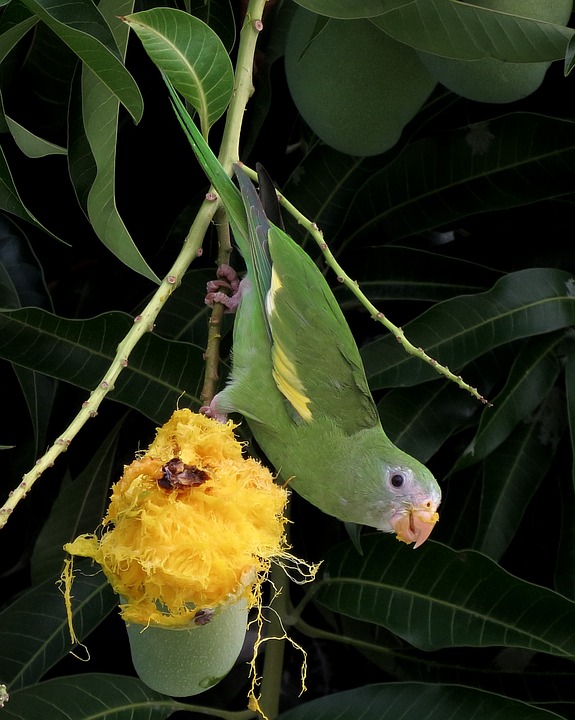 bird, parakeet, mango