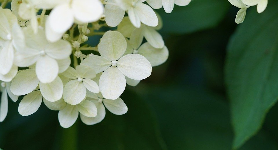 hydrangea, flower, white hydrangea