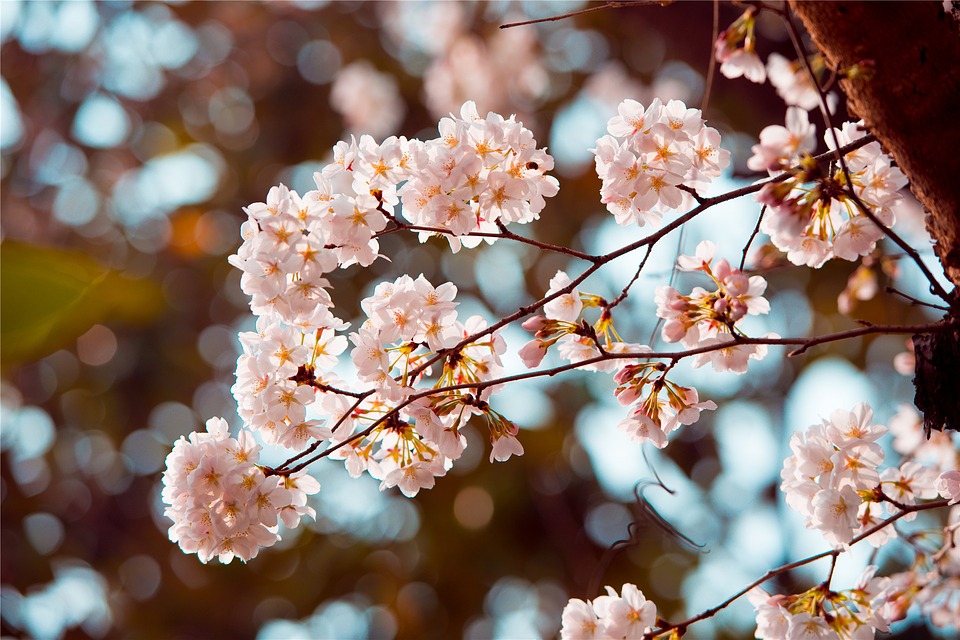 cherry blossom, small fresh, beautiful