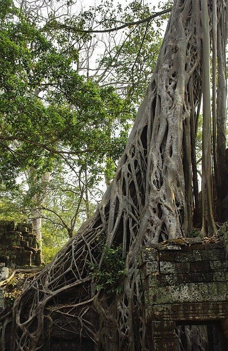 tree, temple, ruins
