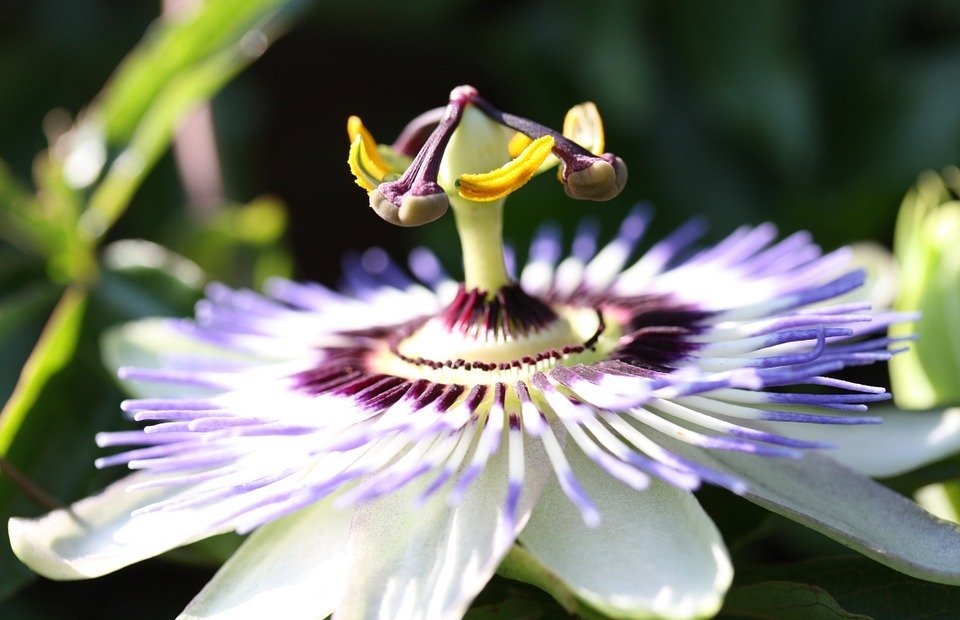 passion flower, flower, exotic