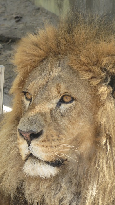 leon, animal, king