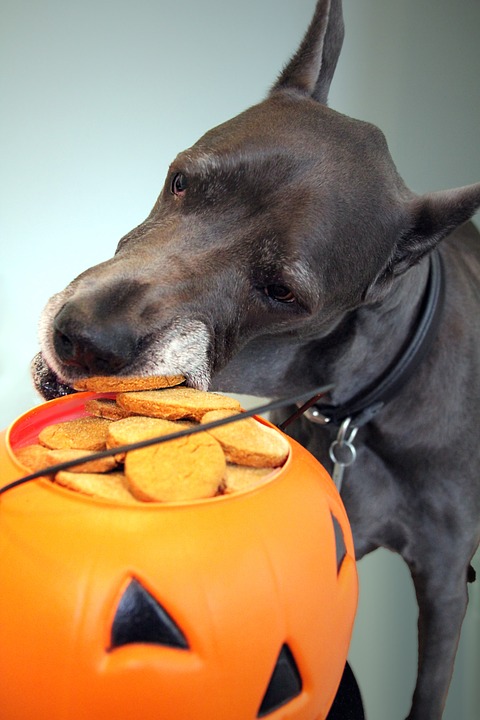 halloween, cookie, dog