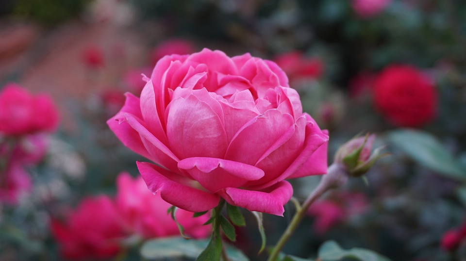 a rose, romance, beauty