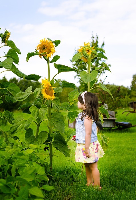 sunflower, countryside, yellow