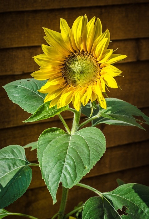 sunflower, flower, flower background