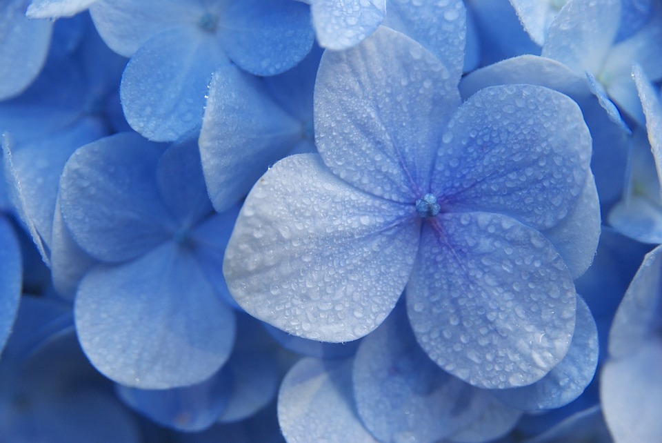 hydrangeas, flower, blue