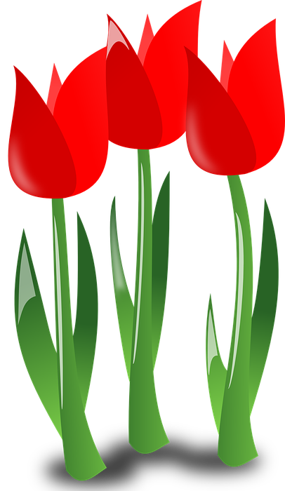 tulips, flowers, red