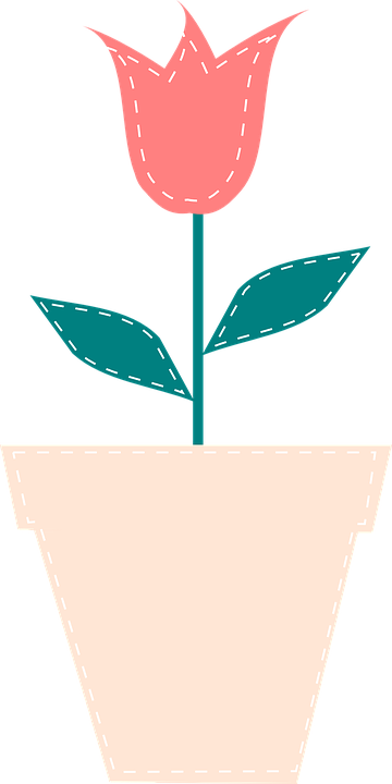 tulip, flowerpot, flower