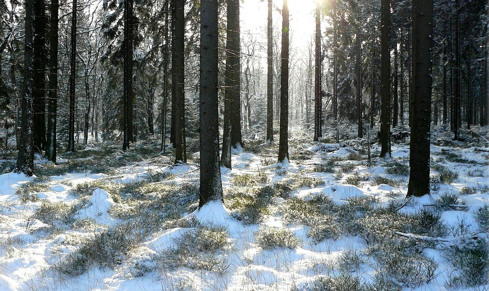 winter forest, trees, snowy
