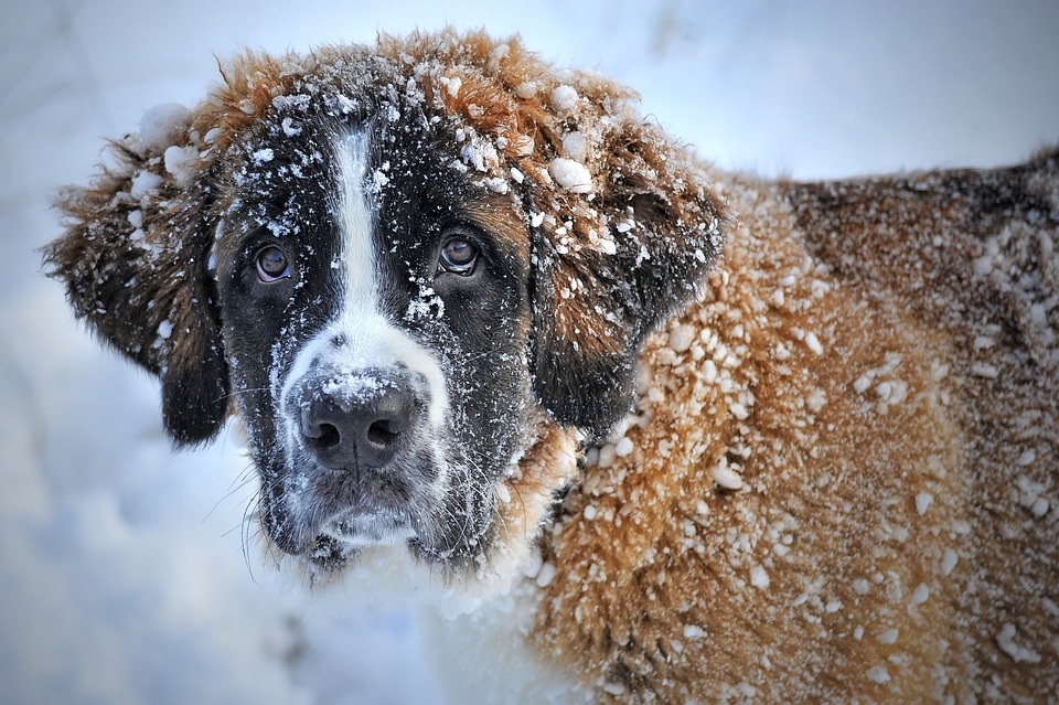 dog in the snow, snow dog, st bernard