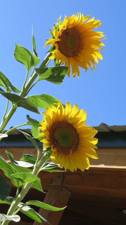flower, sunflower, bees