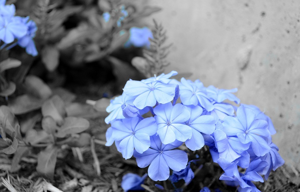 flower, outdoor, blue