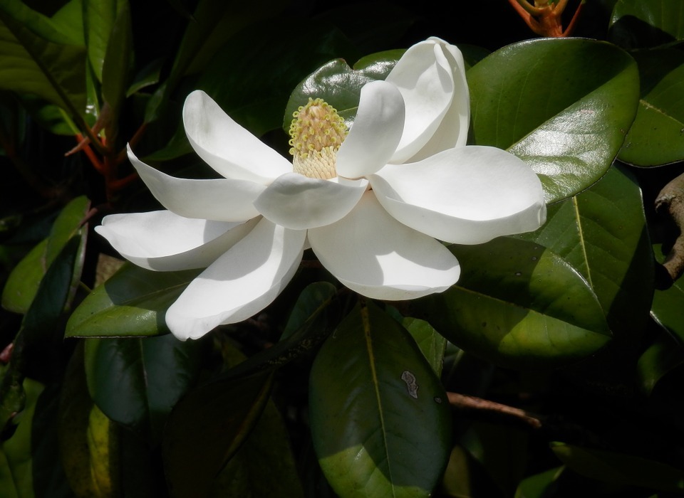 southern magnolia, magnolia grandiflora, tree