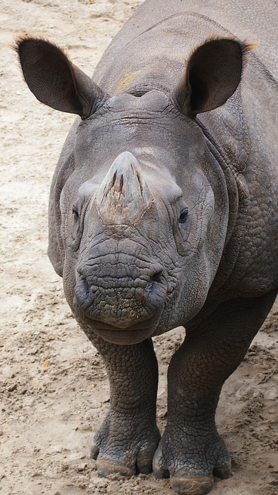 rhinoceros, rhino, animal