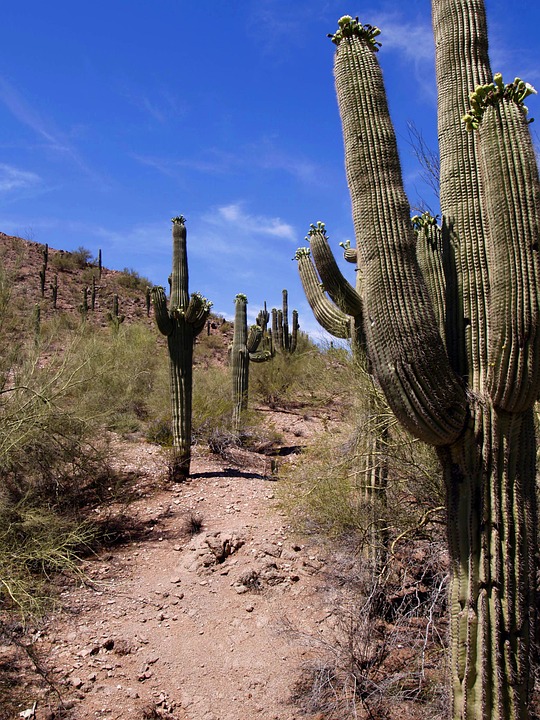 desert, cactus, landscape