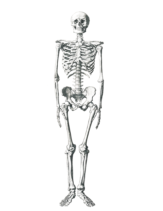 skeleton, medical, bone