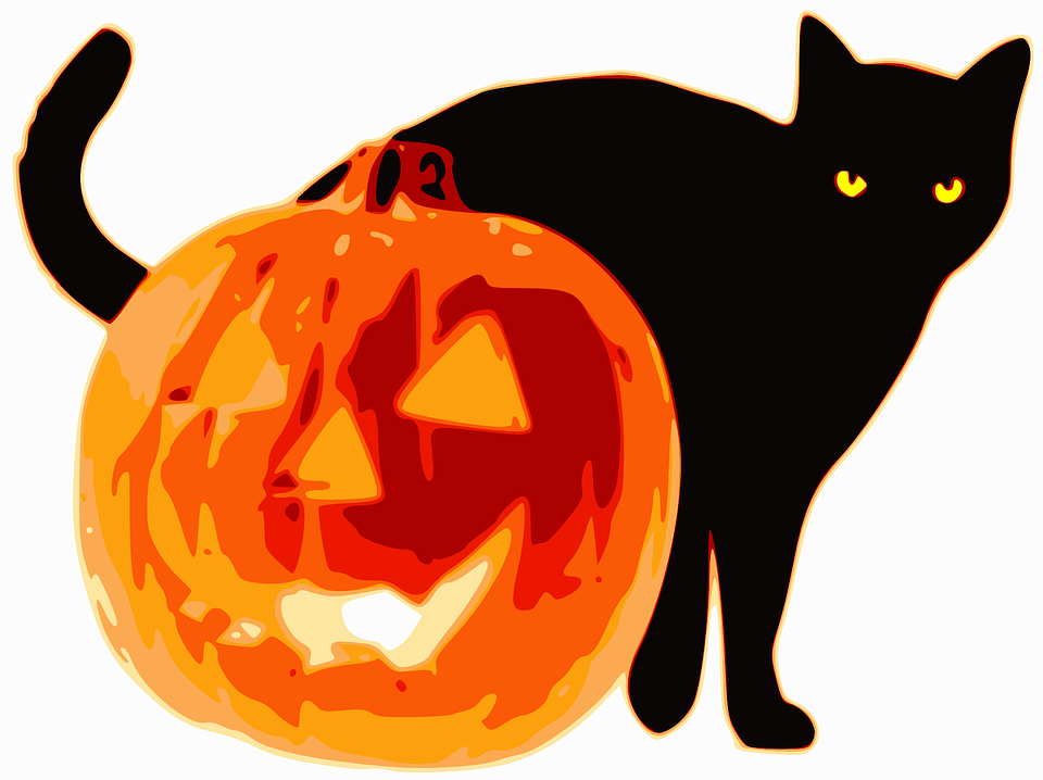 halloween, animal, cat