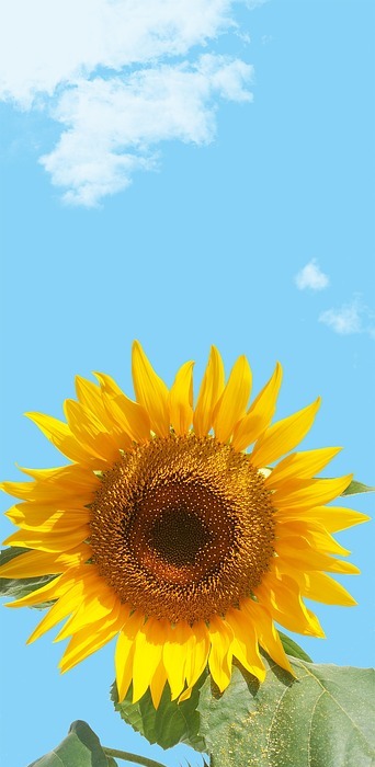 sunflower, sky, flower