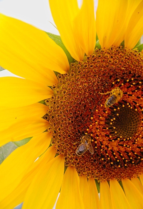 sunflower, bees, yellow