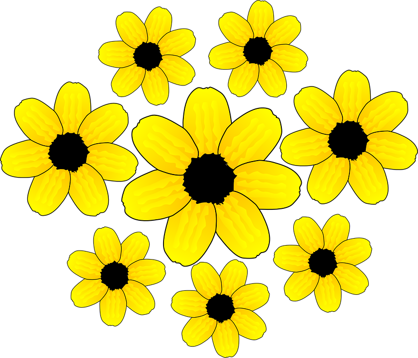 sunflowers, flowers, blossom